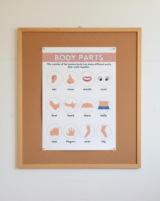 Body Parts poster Rolled Posters | Educational kids anatomy chart