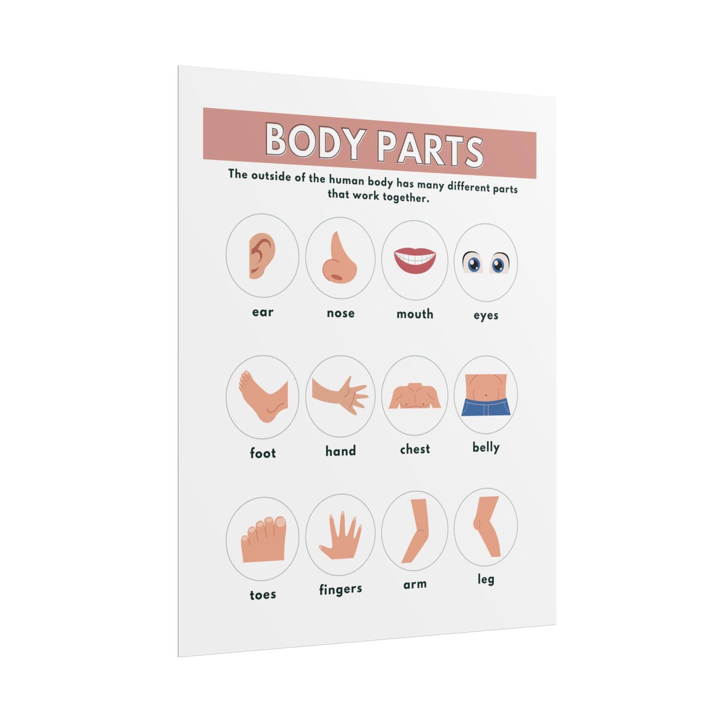 Body Parts poster Rolled Posters | Educational kids anatomy chart