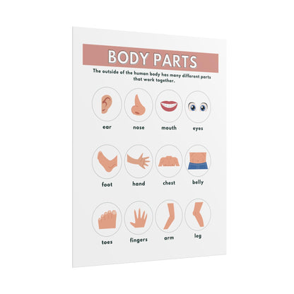 Body Parts poster Rolled Posters | Educational kids anatomy chart