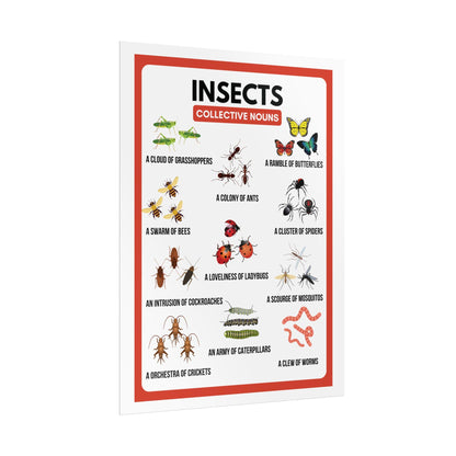 Insects Collective Nouns Rolled Posters | Educational Classroom Poster