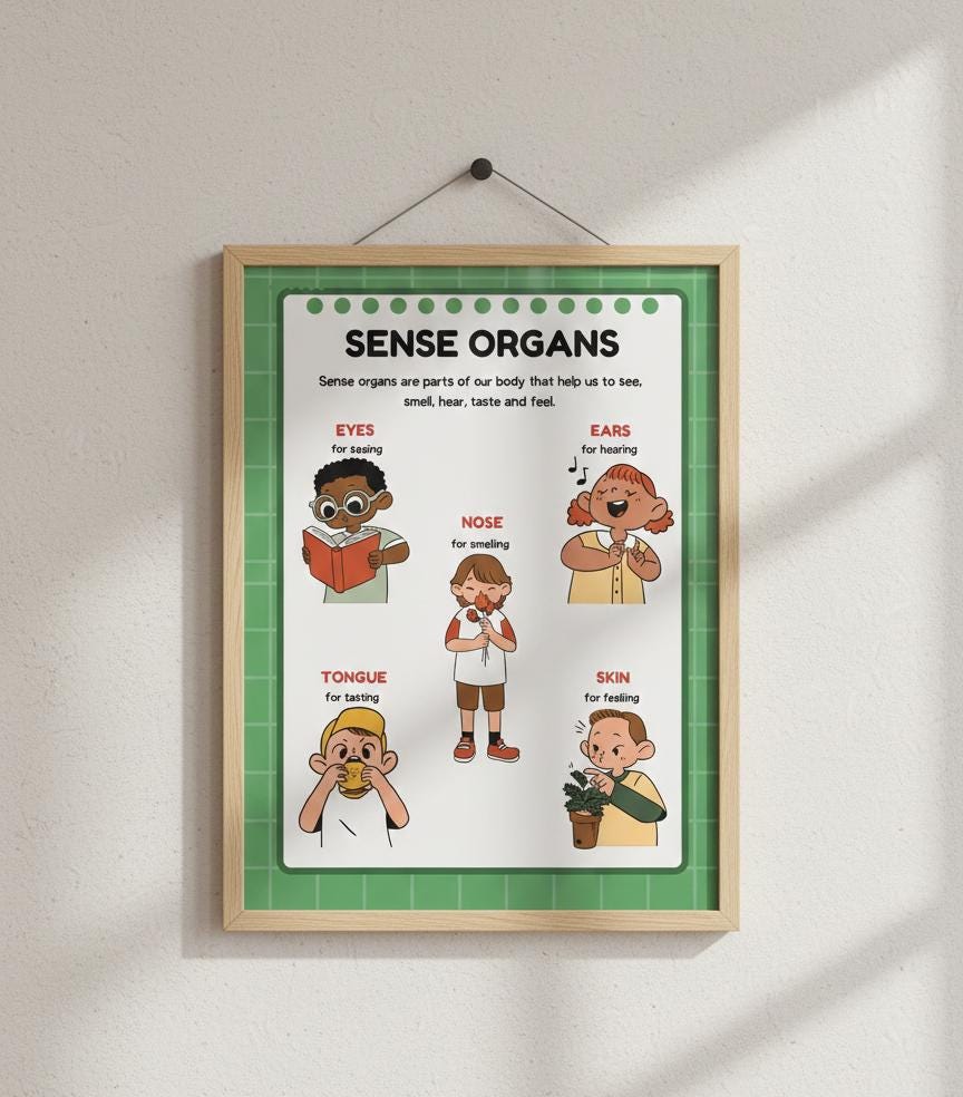 Sense Organs Educational Poster Rolled Posters | Classroom Anatomy Chart