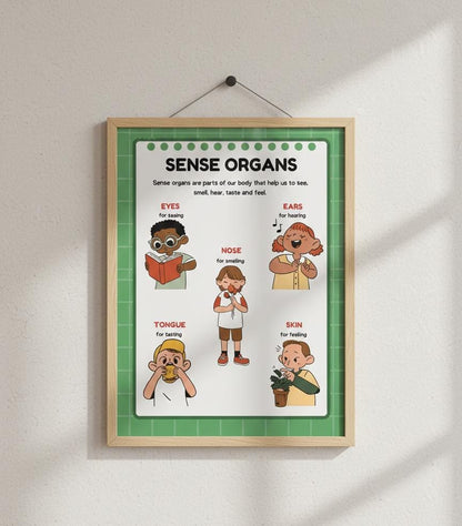 Sense Organs Educational Poster Rolled Posters | Classroom Anatomy Chart