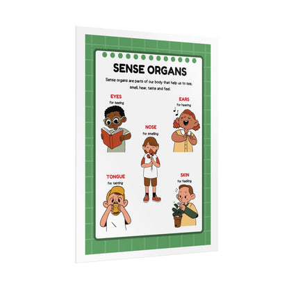 Sense Organs Educational Poster Rolled Posters | Classroom Anatomy Chart