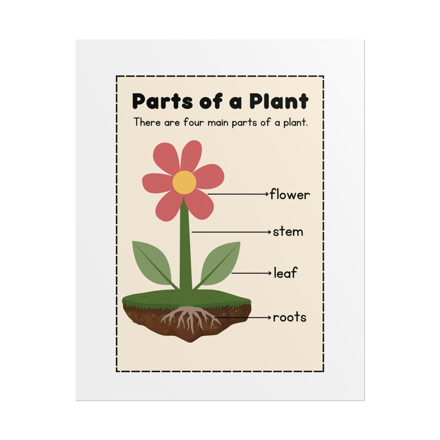 Parts of a Plant Rolled Poster | Educational Botanical Diagram