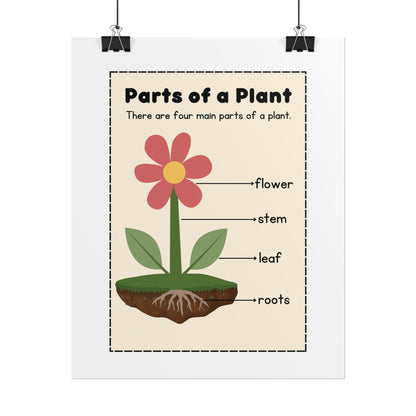 Parts of a Plant Rolled Poster | Educational Botanical Diagram