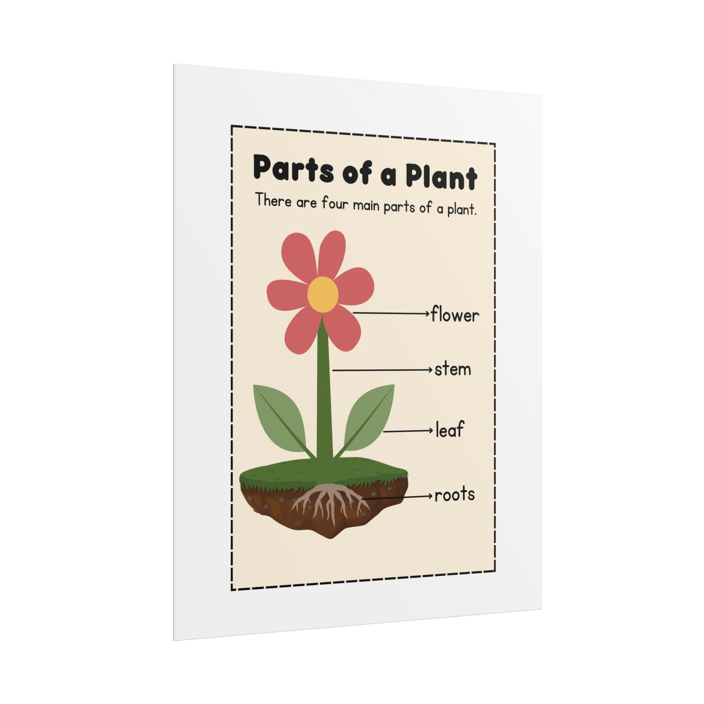 Parts of a Plant Rolled Poster | Educational Botanical Diagram