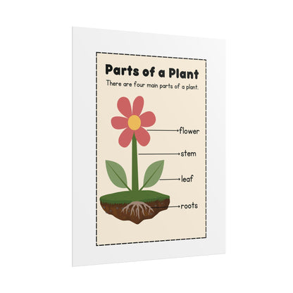 Parts of a Plant Rolled Poster | Educational Botanical Diagram