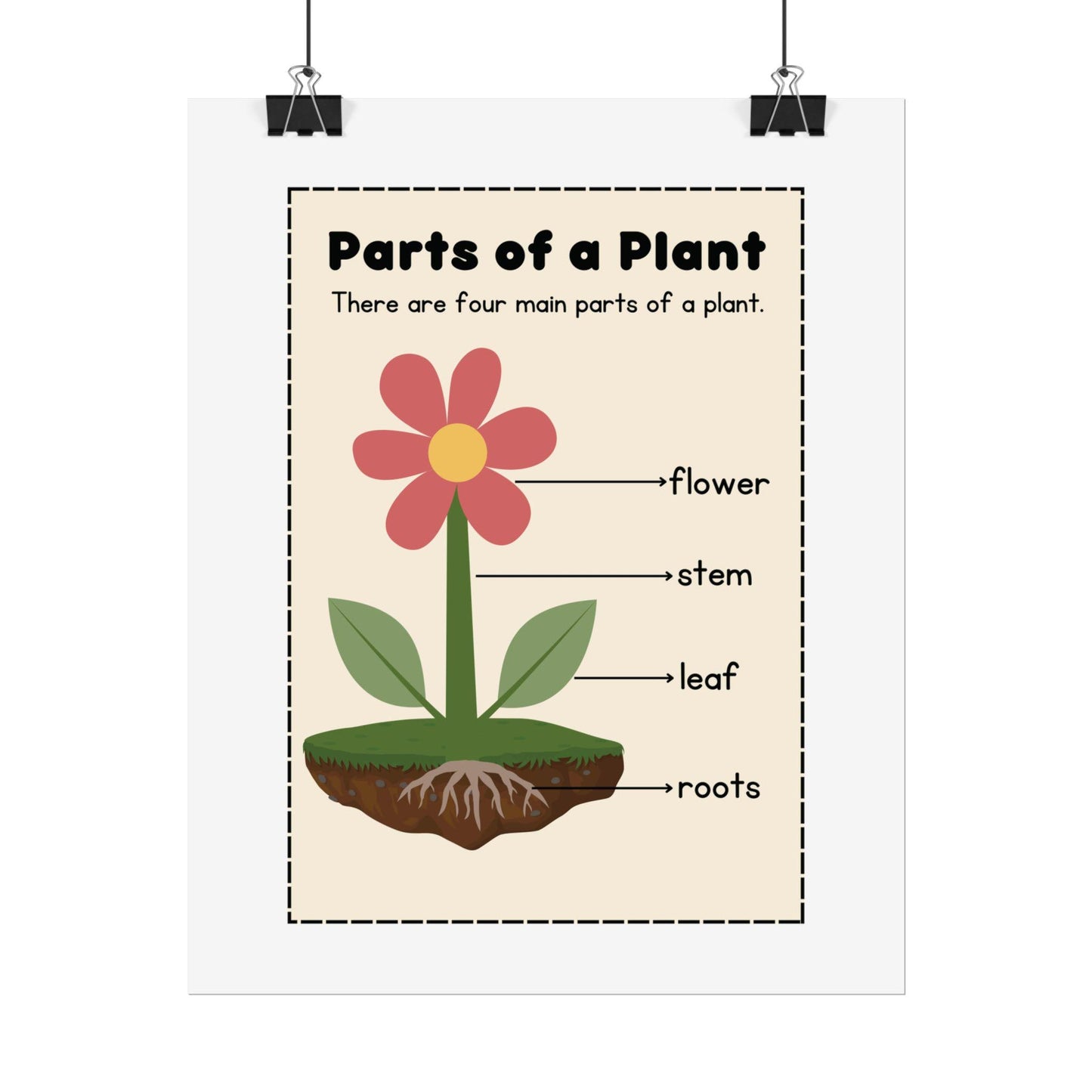 Parts of a Plant Rolled Poster | Educational Botanical Diagram