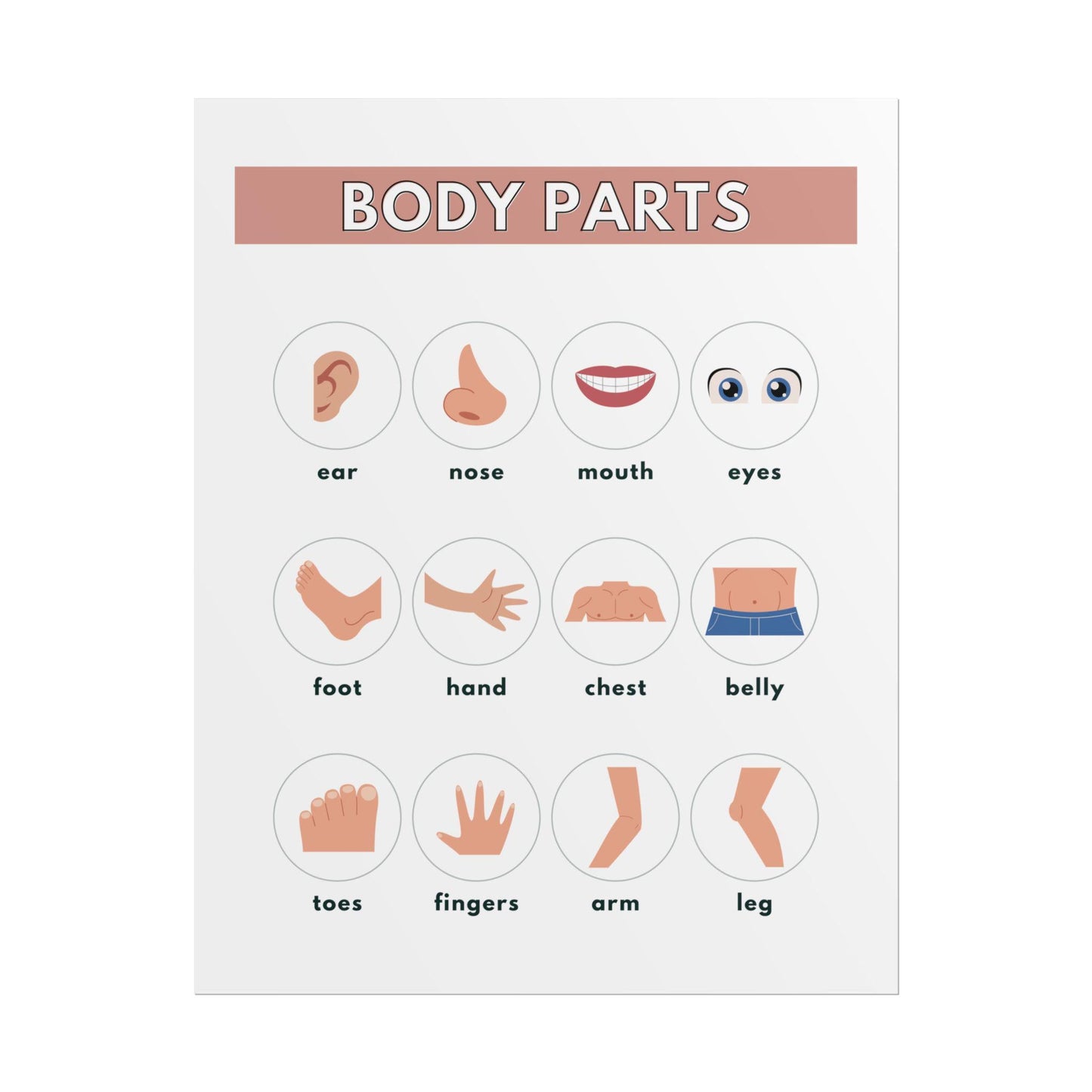 Body Parts Chart Rolled Posters | Educational Kids Wall Art | Rolled Poster That Teaches Basic Body-Part Through Friendly Illustrations