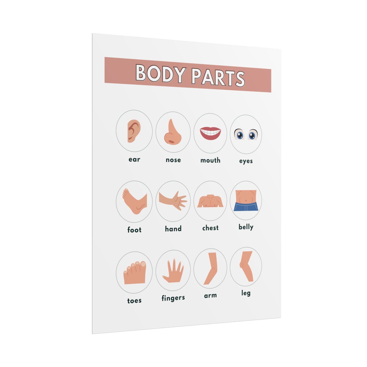 Body Parts Chart Rolled Posters | Educational Kids Wall Art | Rolled Poster That Teaches Basic Body-Part Through Friendly Illustrations