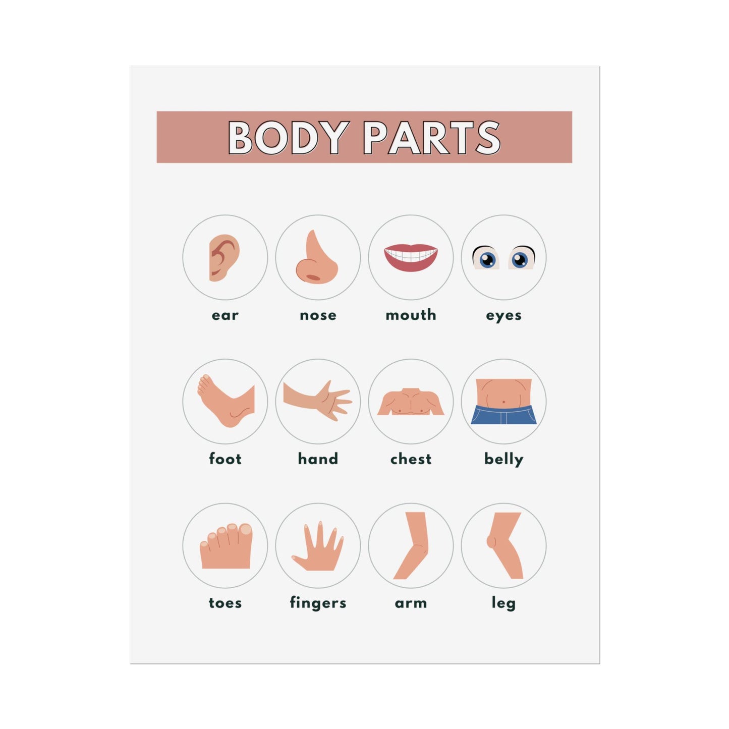Body Parts Chart Rolled Posters | Educational Kids Wall Art | Rolled Poster That Teaches Basic Body-Part Through Friendly Illustrations