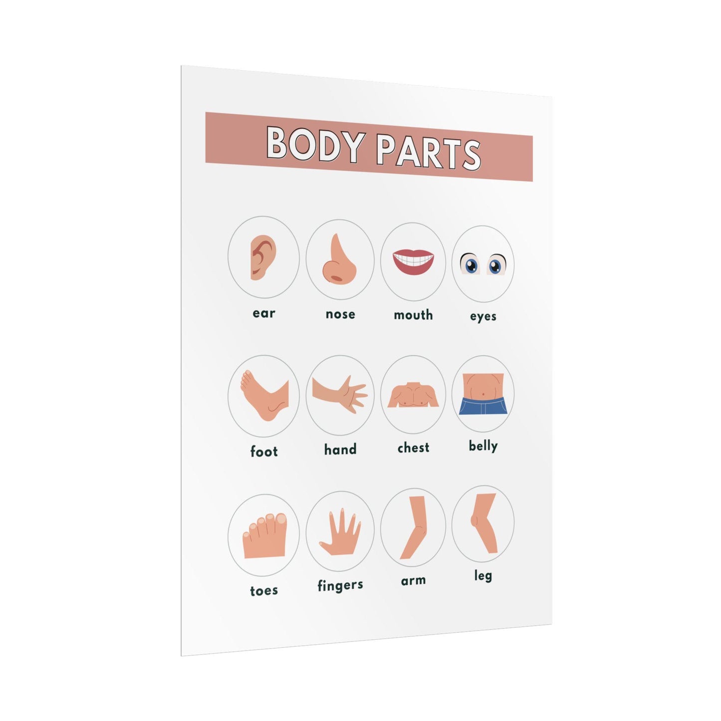 Body Parts Chart Rolled Posters | Educational Kids Wall Art | Rolled Poster That Teaches Basic Body-Part Through Friendly Illustrations