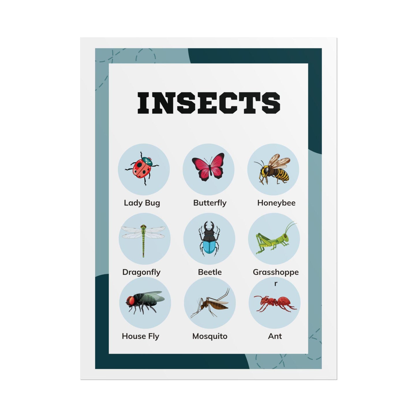 Insects educational chart Rolled Poster | insect illustrations, classroom wall art | Rolled Poster Featuring A Charming Insect Chart