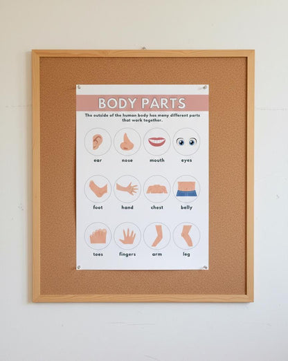 Body Parts Poster, Toddler Anatomy Learning, Preschool Science (Digital Download)