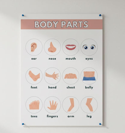 Body Parts Educational Poster, Toddler Anatomy Chart (Digital Download A4 PDF & PNG )