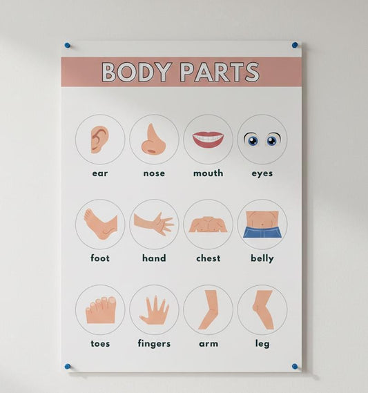 Body Parts Educational Poster, Toddler Anatomy Chart (Digital Download A4 PDF & PNG )
