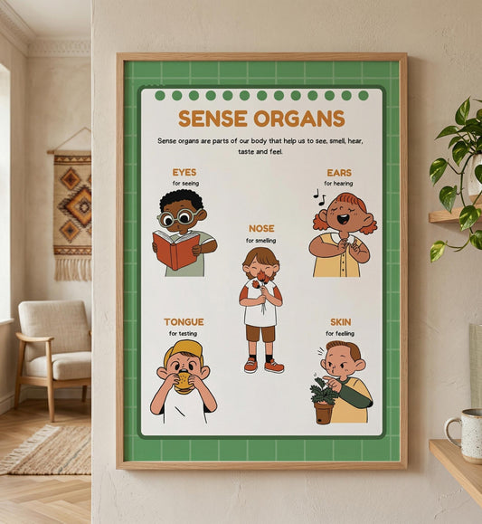 Sense Organs Educational Rolled Posters | Classroom Anatomy Chart | Kids Learning Posters