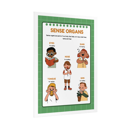 Sense Organs Educational Rolled Posters | Classroom Anatomy Chart | Kids Learning Posters