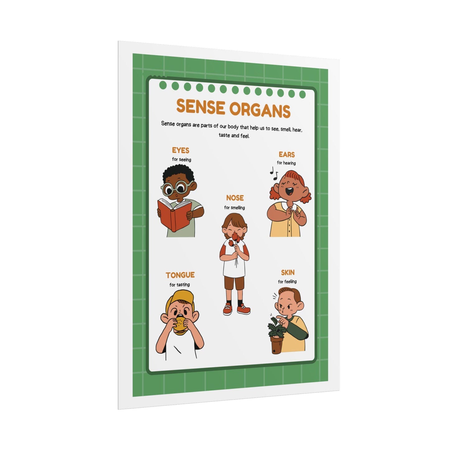 Sense Organs Educational Rolled Posters | Classroom Anatomy Chart | Kids Learning Posters
