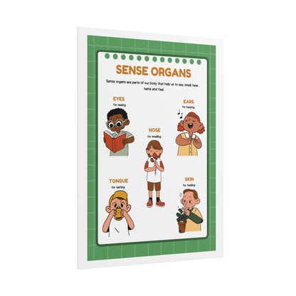 Sense Organs Educational Rolled Posters | Classroom Anatomy Chart | Kids Learning Posters