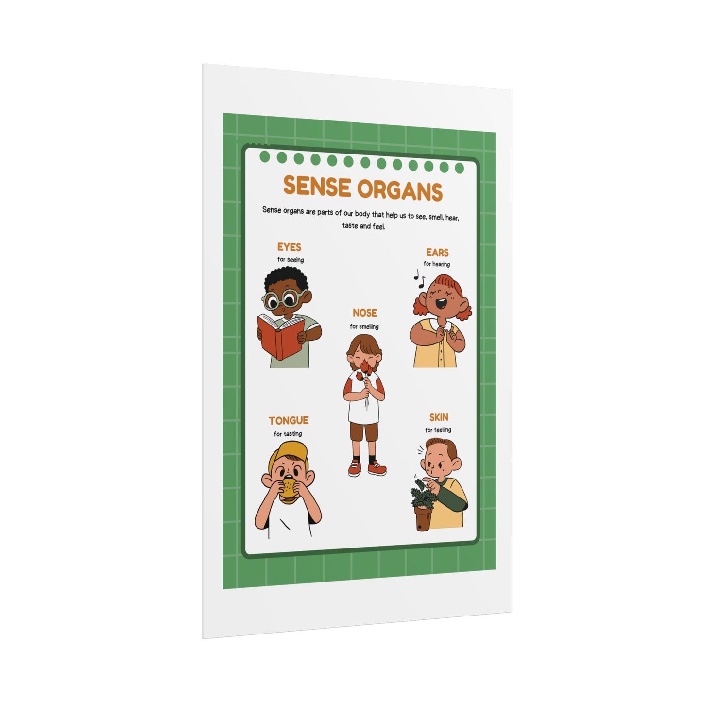 Sense Organs Educational Rolled Posters | Classroom Anatomy Chart | Kids Learning Posters
