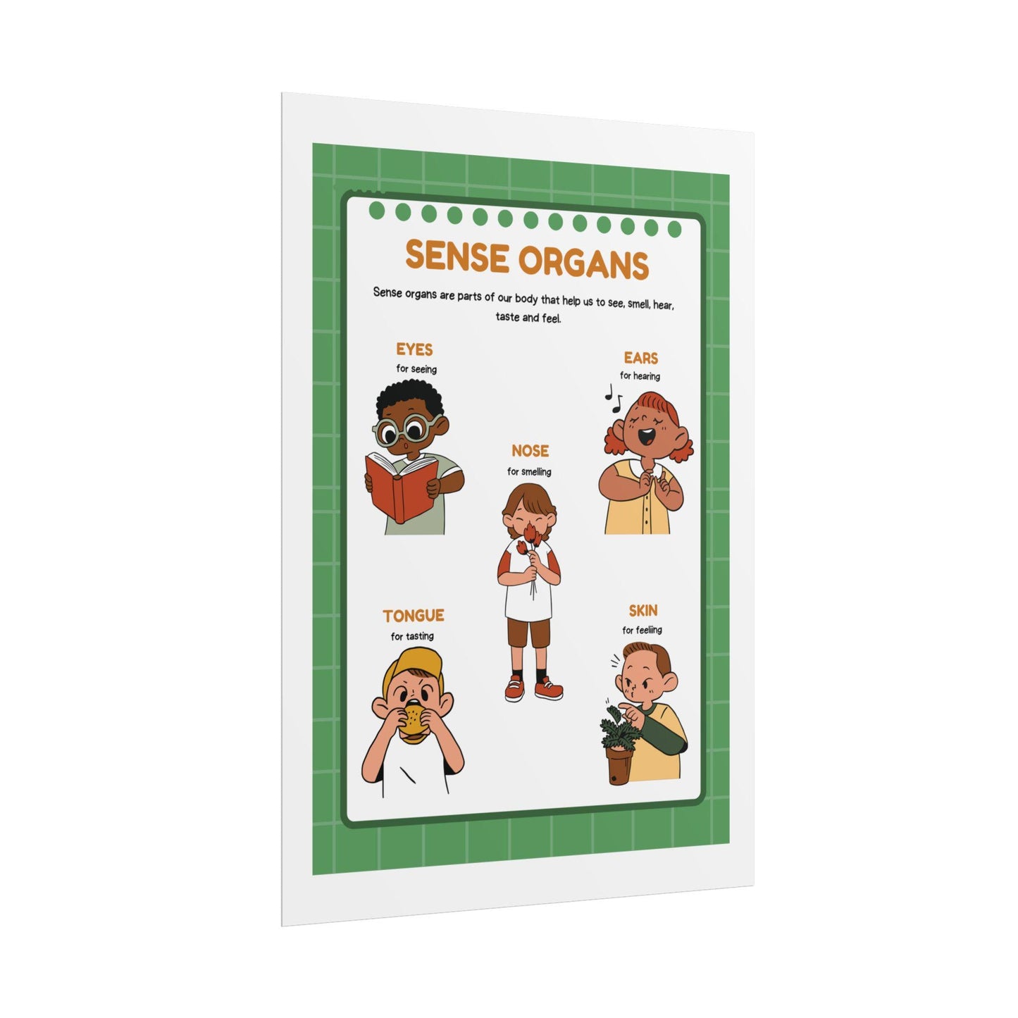Sense Organs Educational Rolled Posters | Classroom Anatomy Chart | Kids Learning Posters