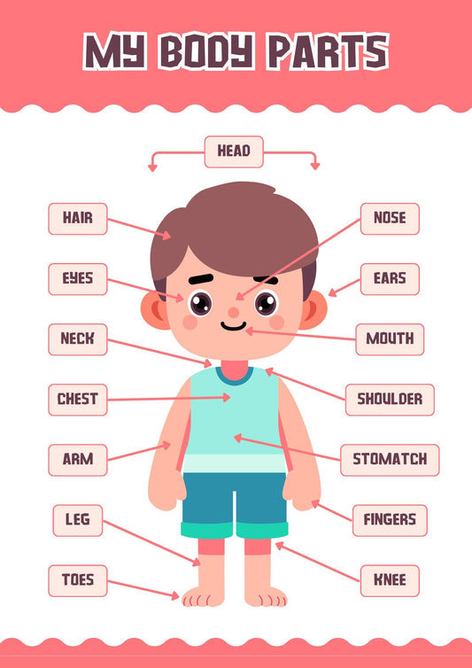 Human Body Parts Poster for Kids, Educational Anatomy Wall Art (Digital Download)